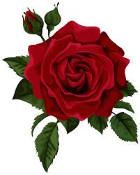 rose.jpg